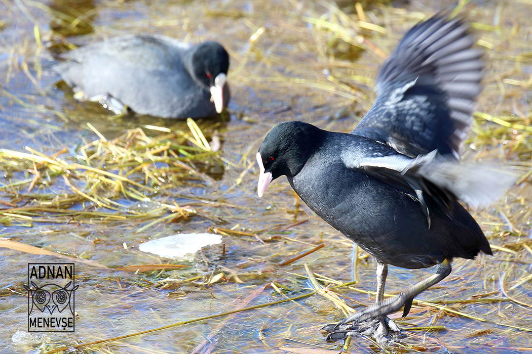Eurasian Coot