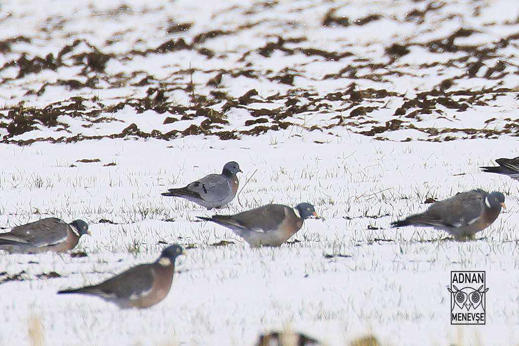 Stock Dove
