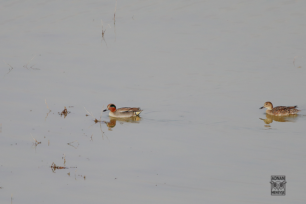 Green-winged Teal