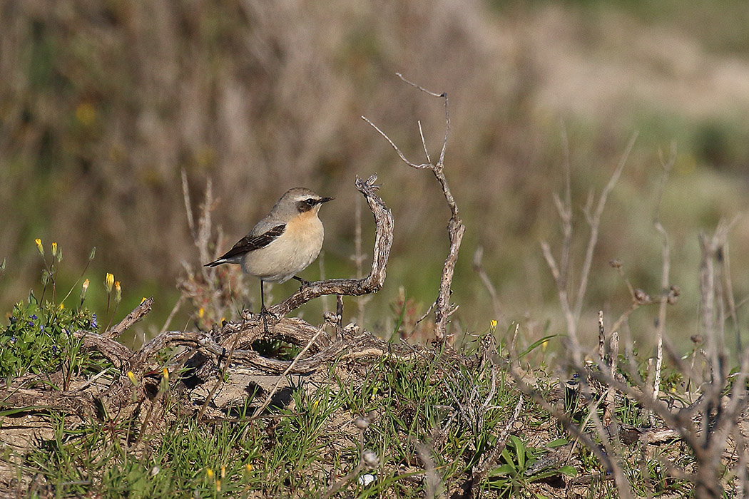 Northern Wheatear