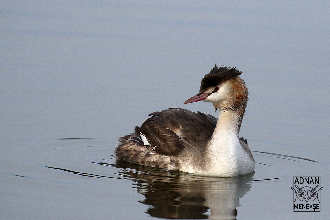Great Crested Grebe
