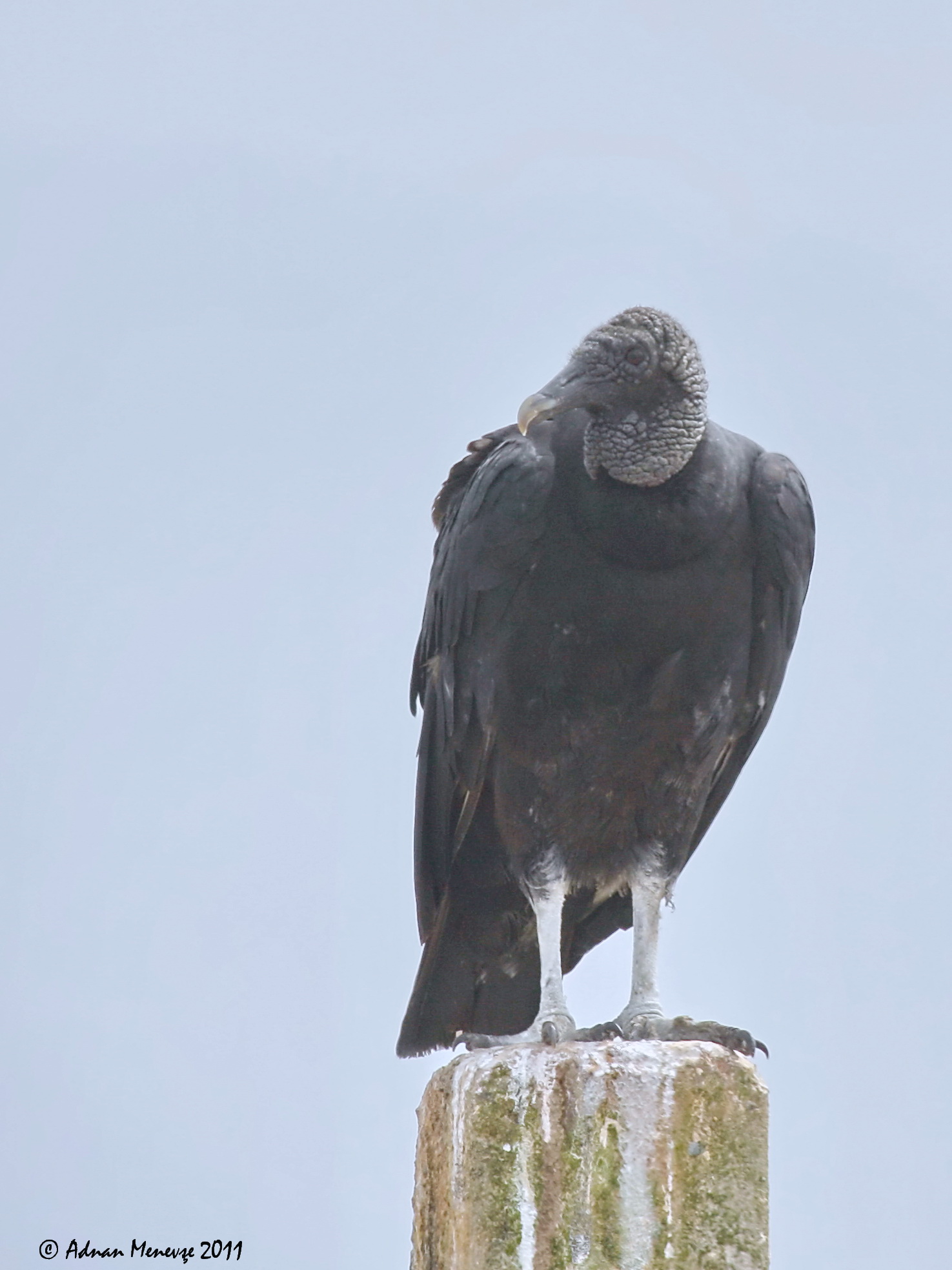 Black Vulture