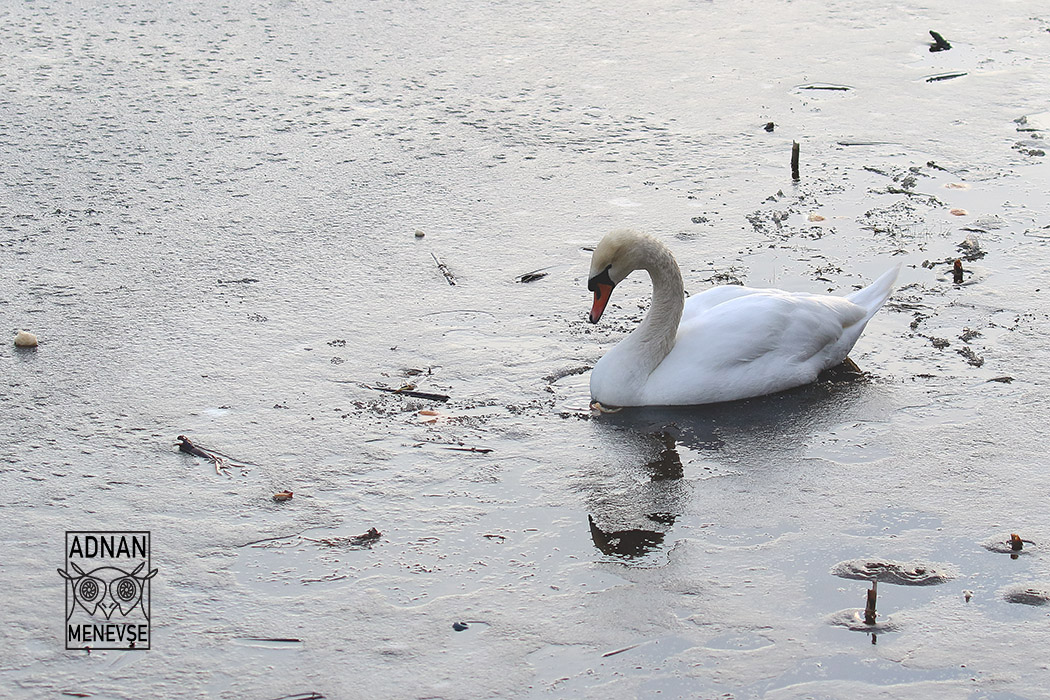 Mute Swan — Ana fotoğraf