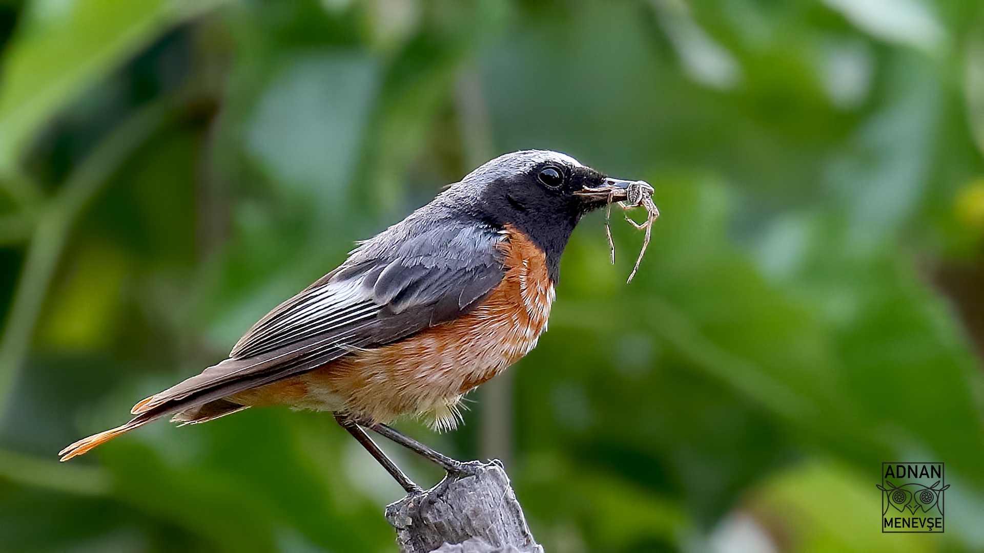 Common Redstart