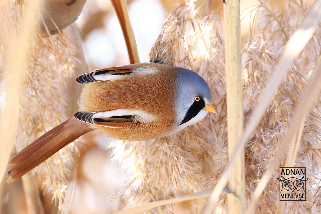 Bearded Reedling