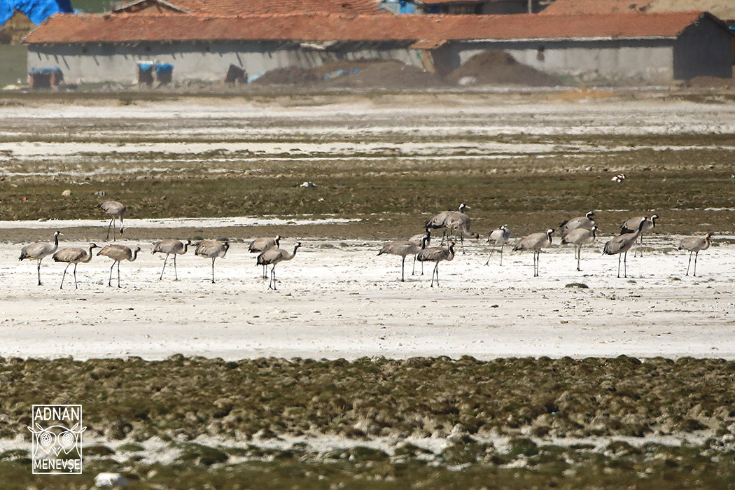 Common Crane