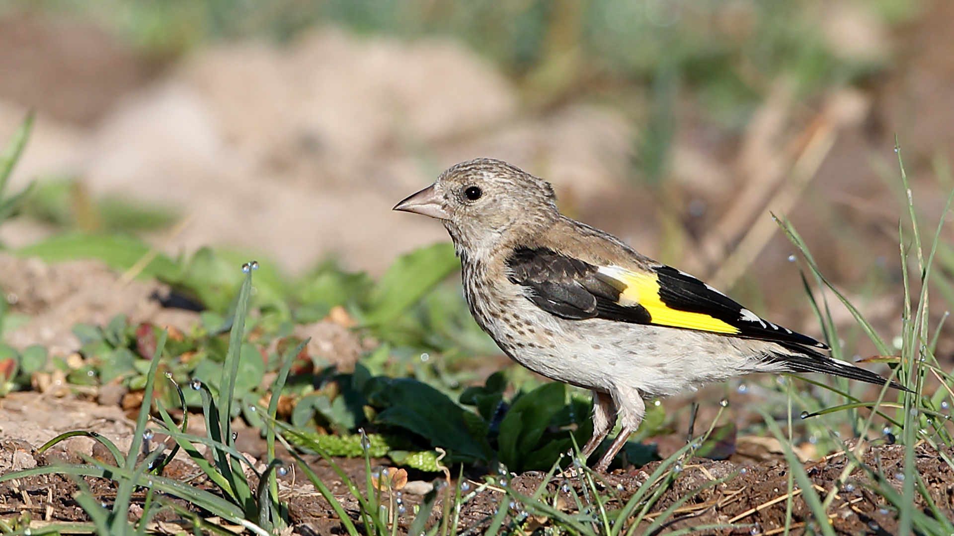 European Goldfinch