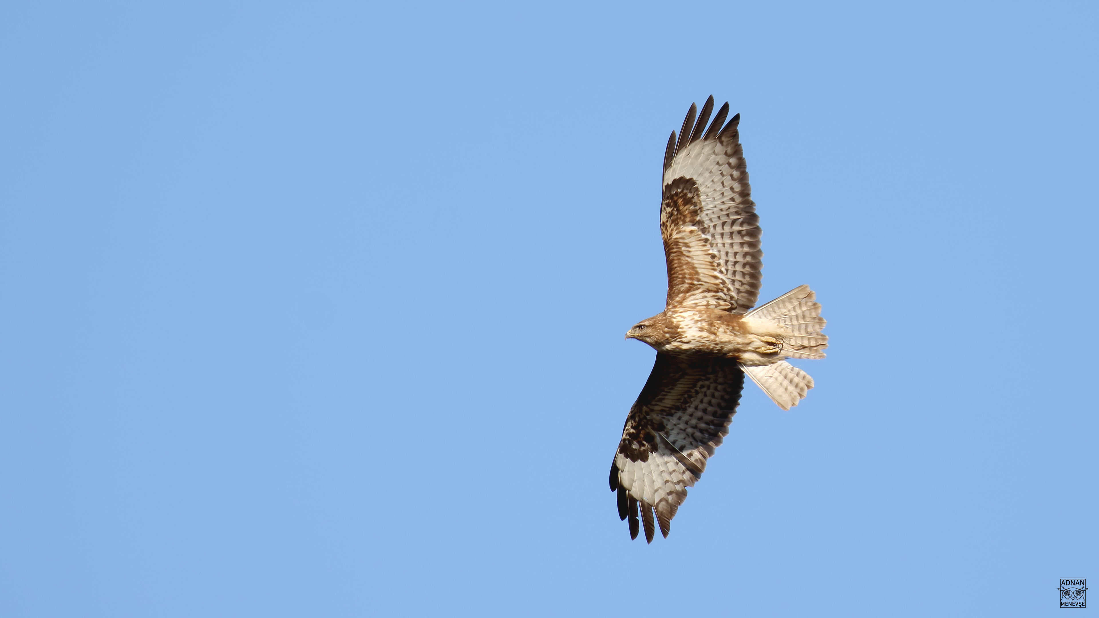 Common Buzzard