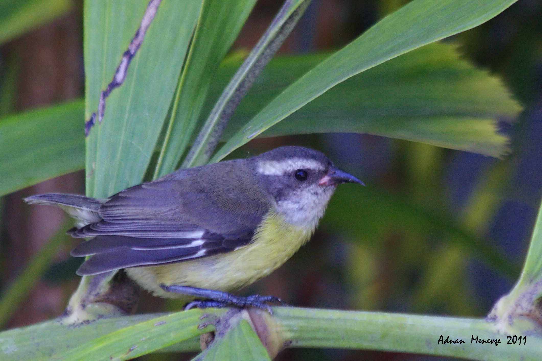 Bananaquit