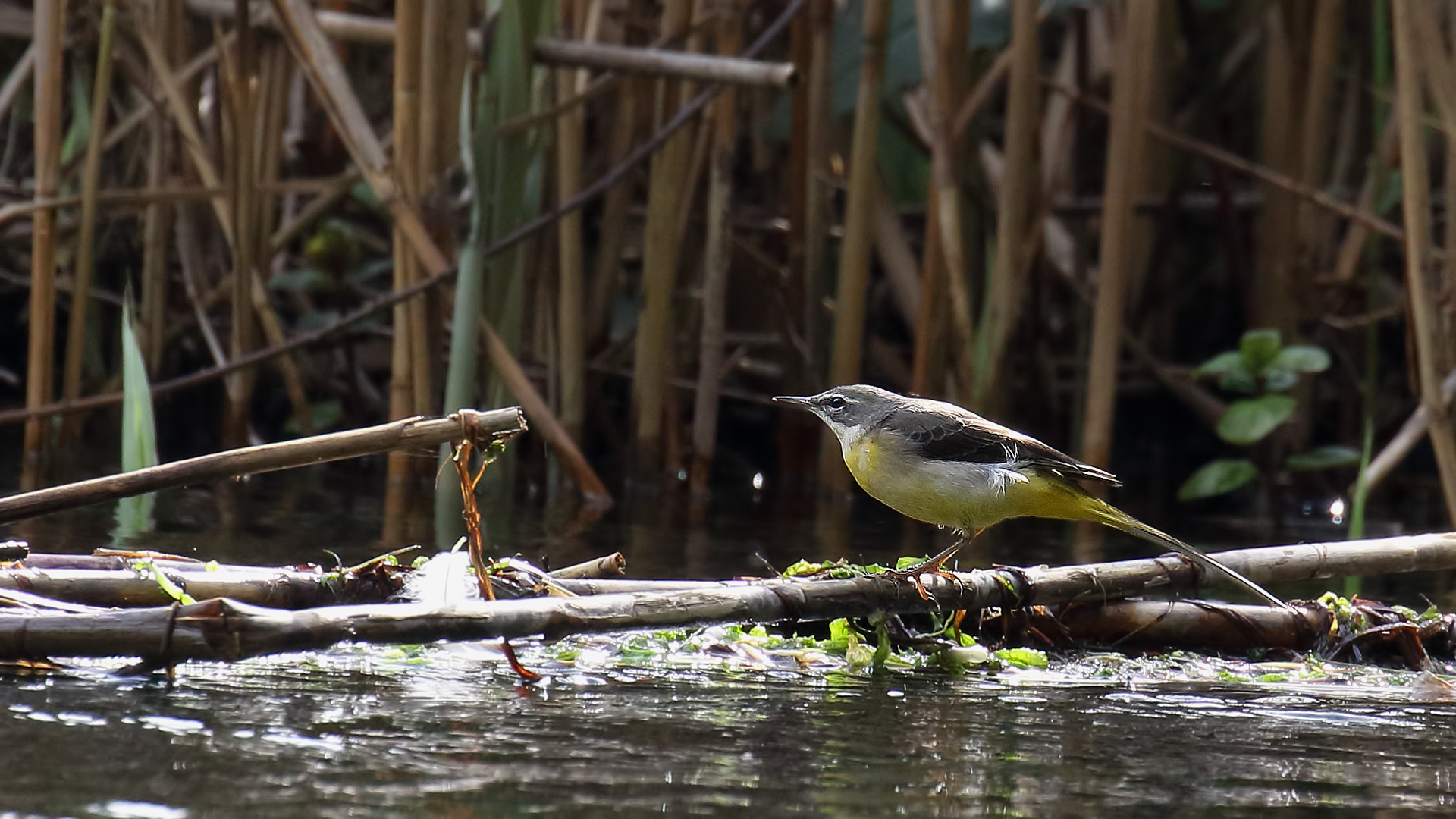 Western Yellow Wagtail
