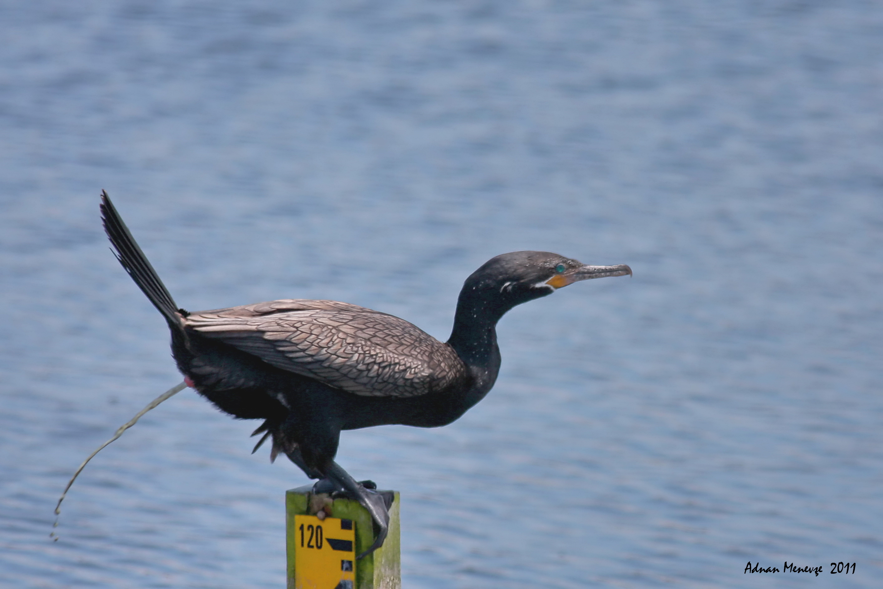 Neotropic Cormorant