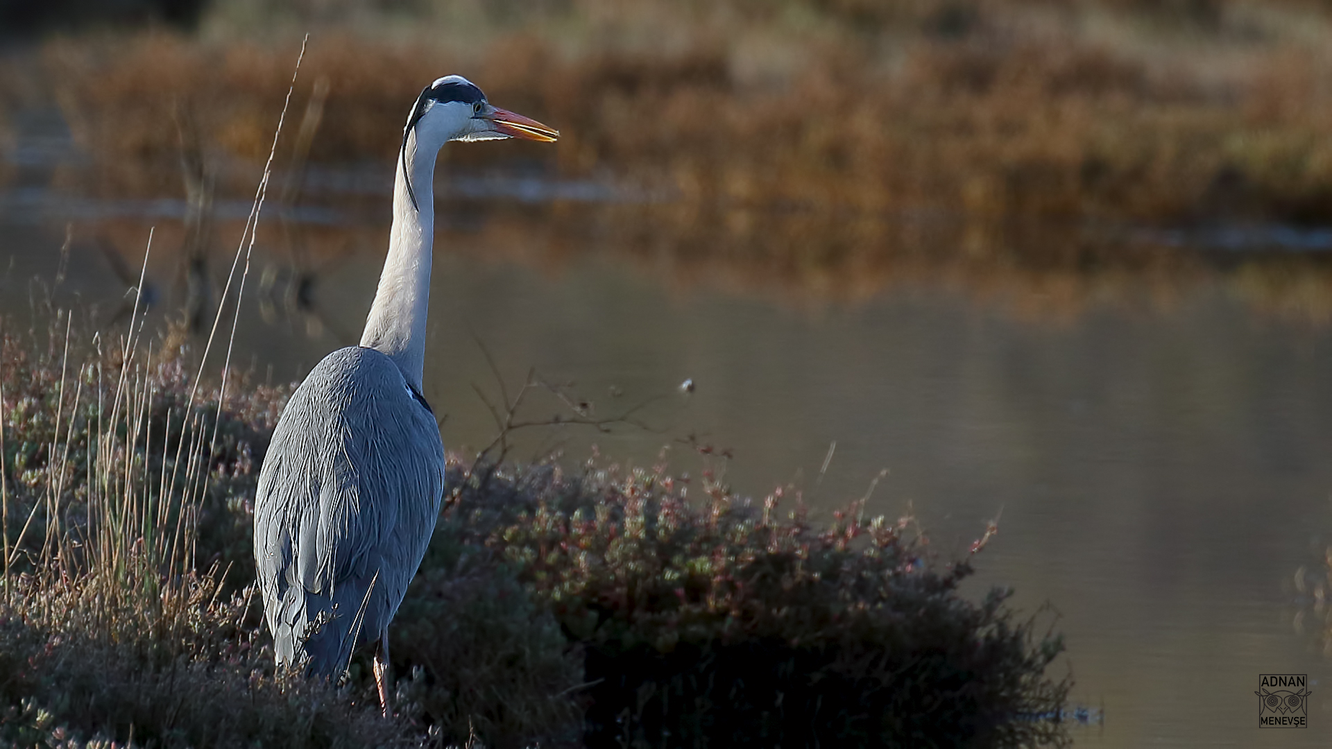 Gray Heron