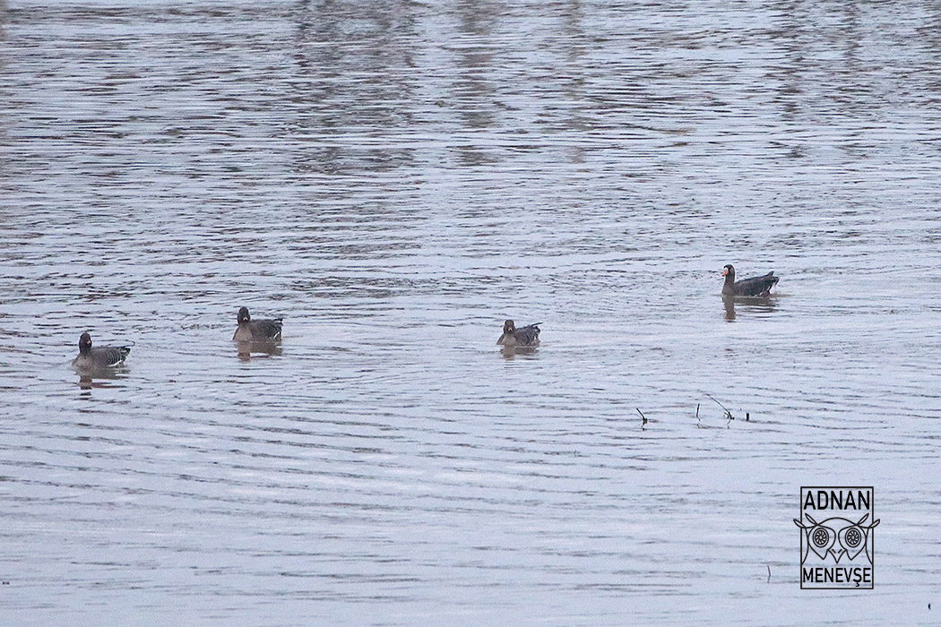 Greater White-fronted Goose