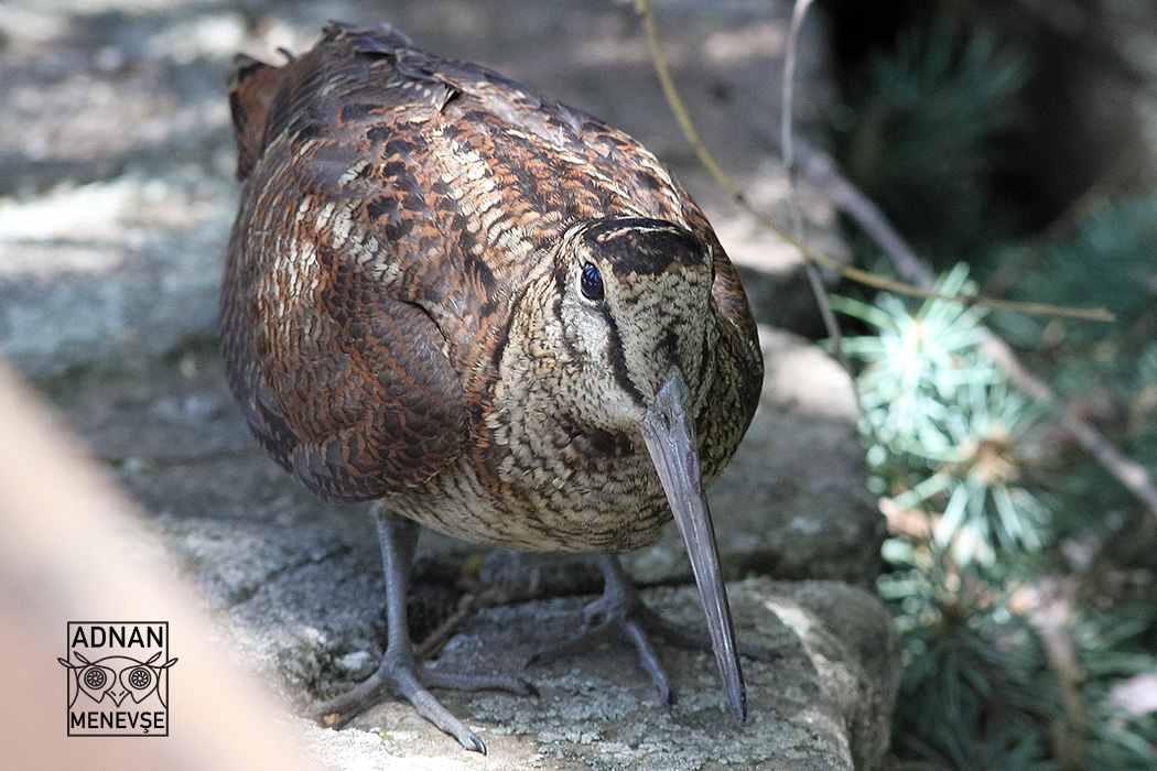 Eurasian Woodcock