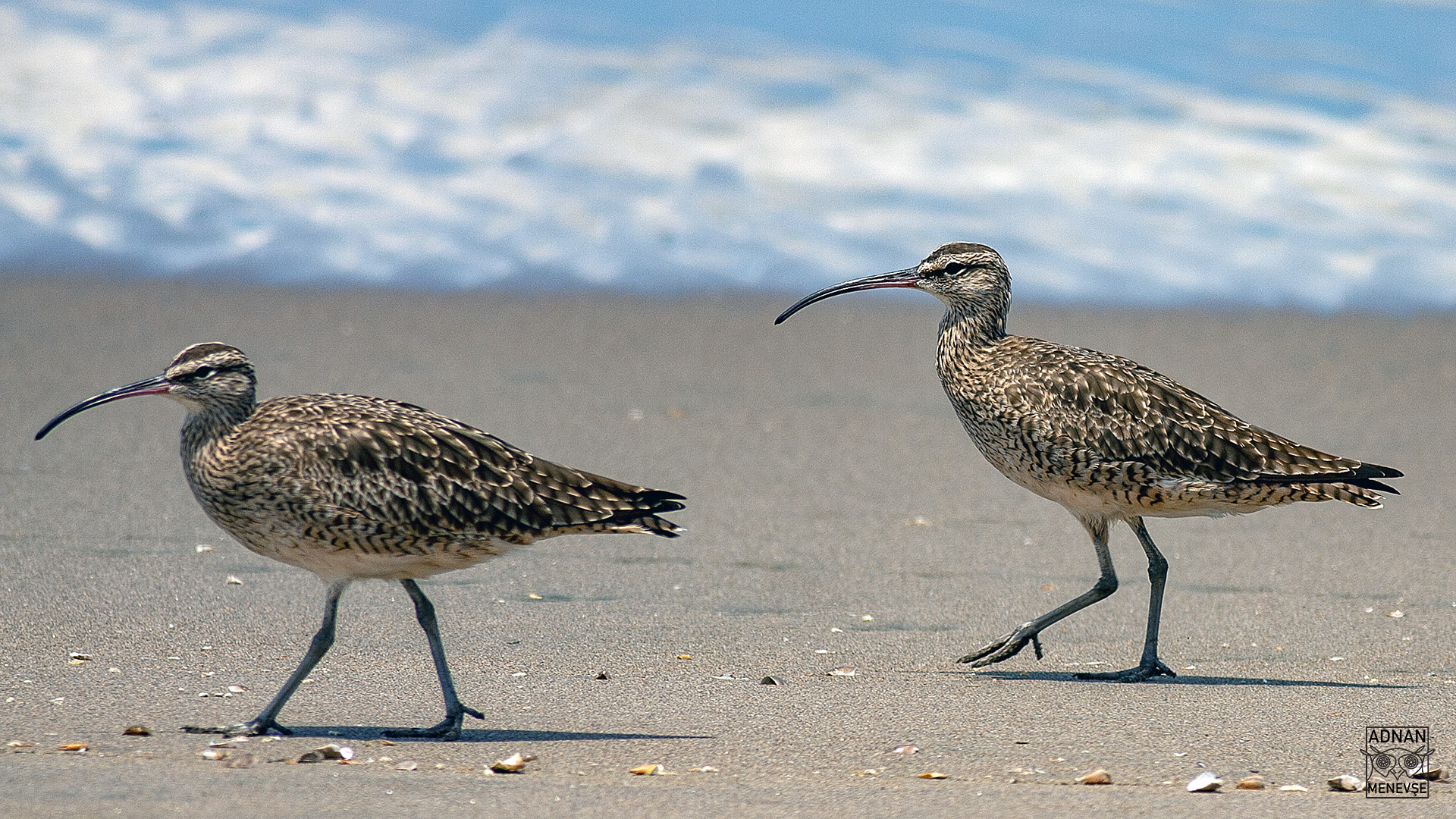 Whimbrel