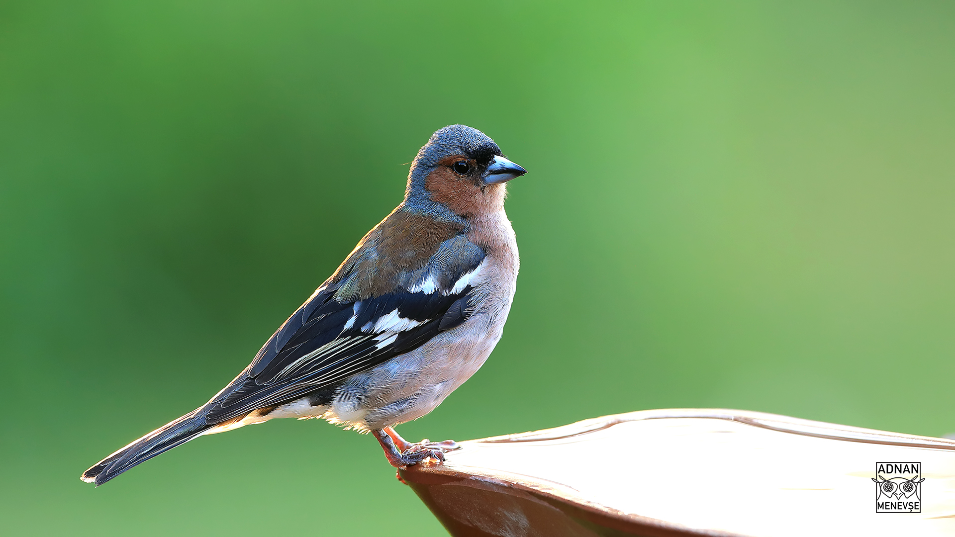 Common Chaffinch
