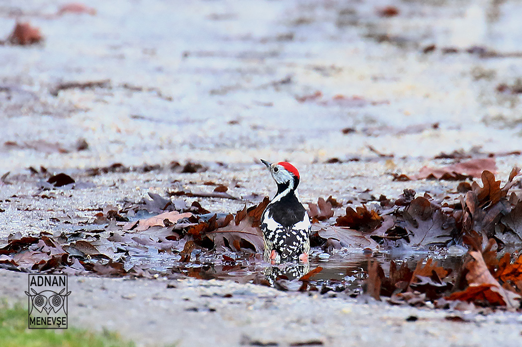 Middle Spotted Woodpecker