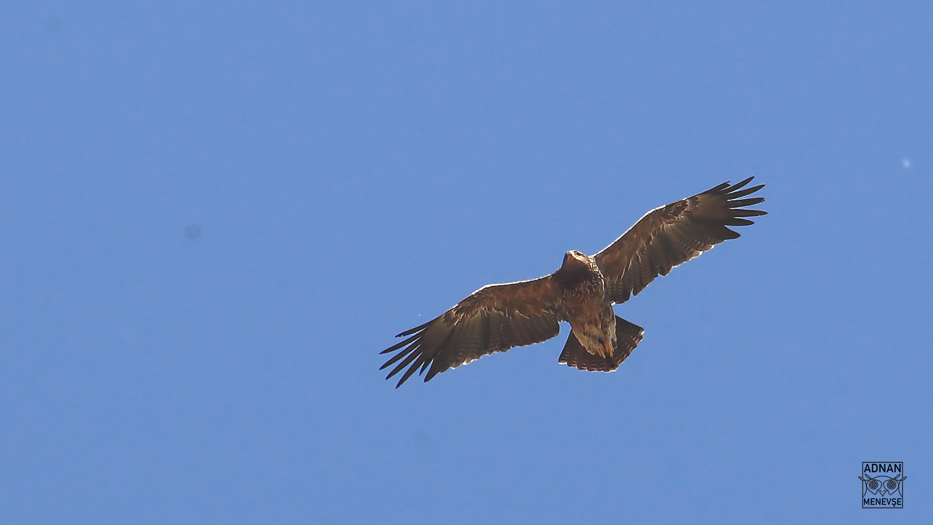 Lesser Spotted Eagle