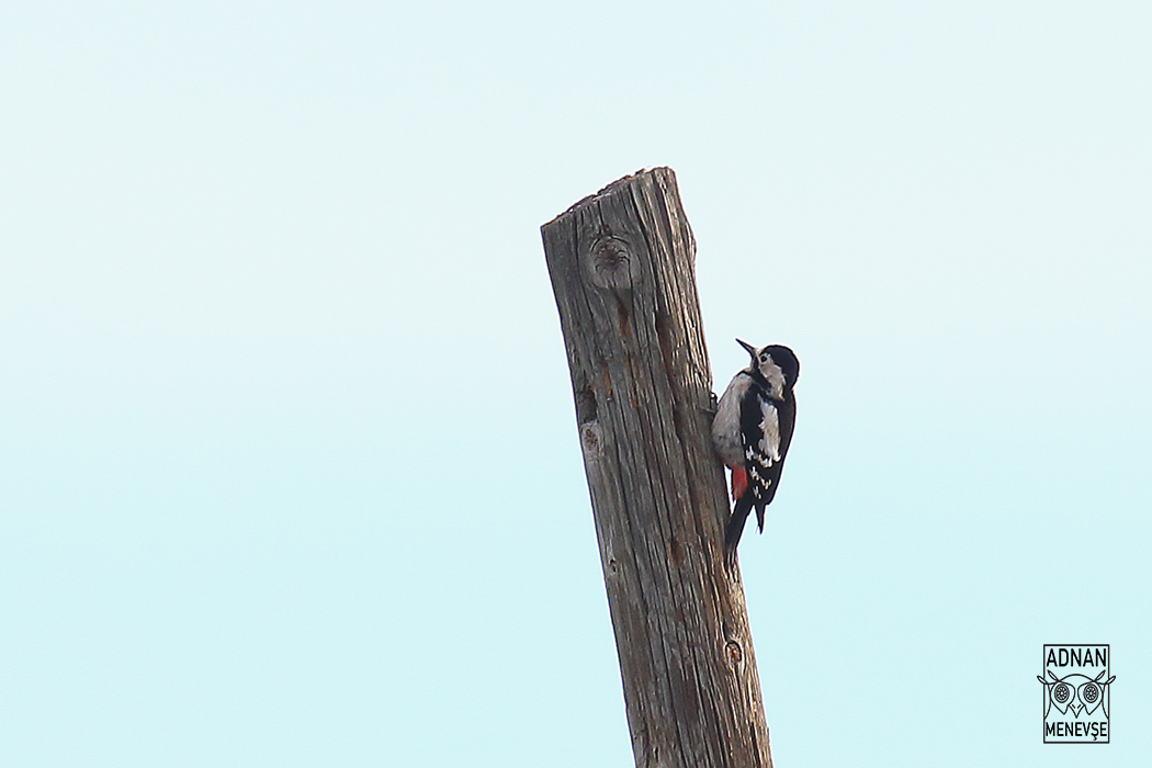 Syrian Woodpecker