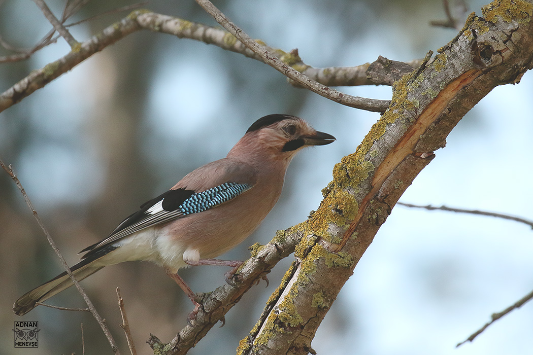 Eurasian Jay