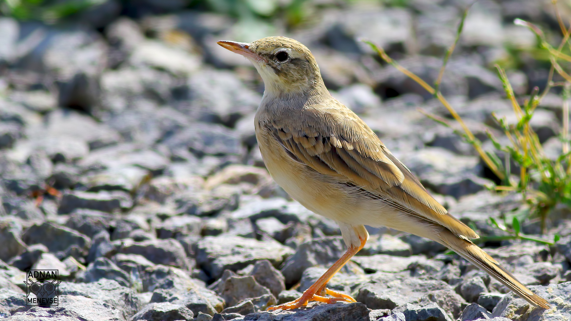 Tawny Pipit