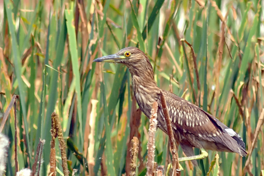 Black-crowned Night-Heron