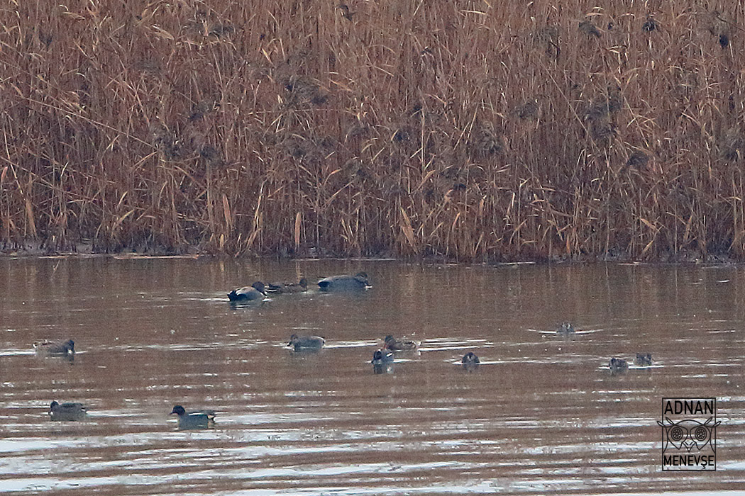 Gadwall