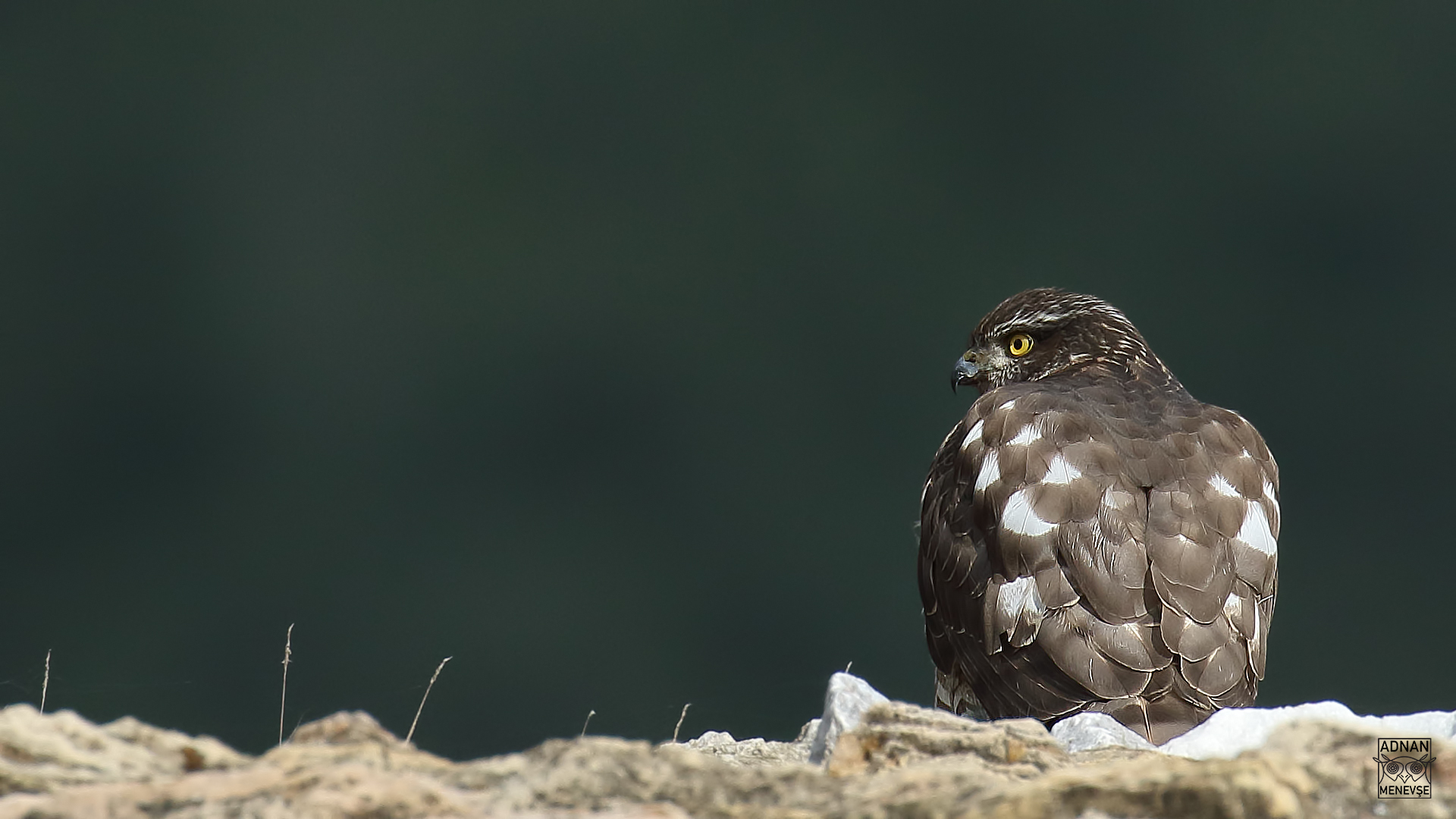 Eurasian Sparrowhawk