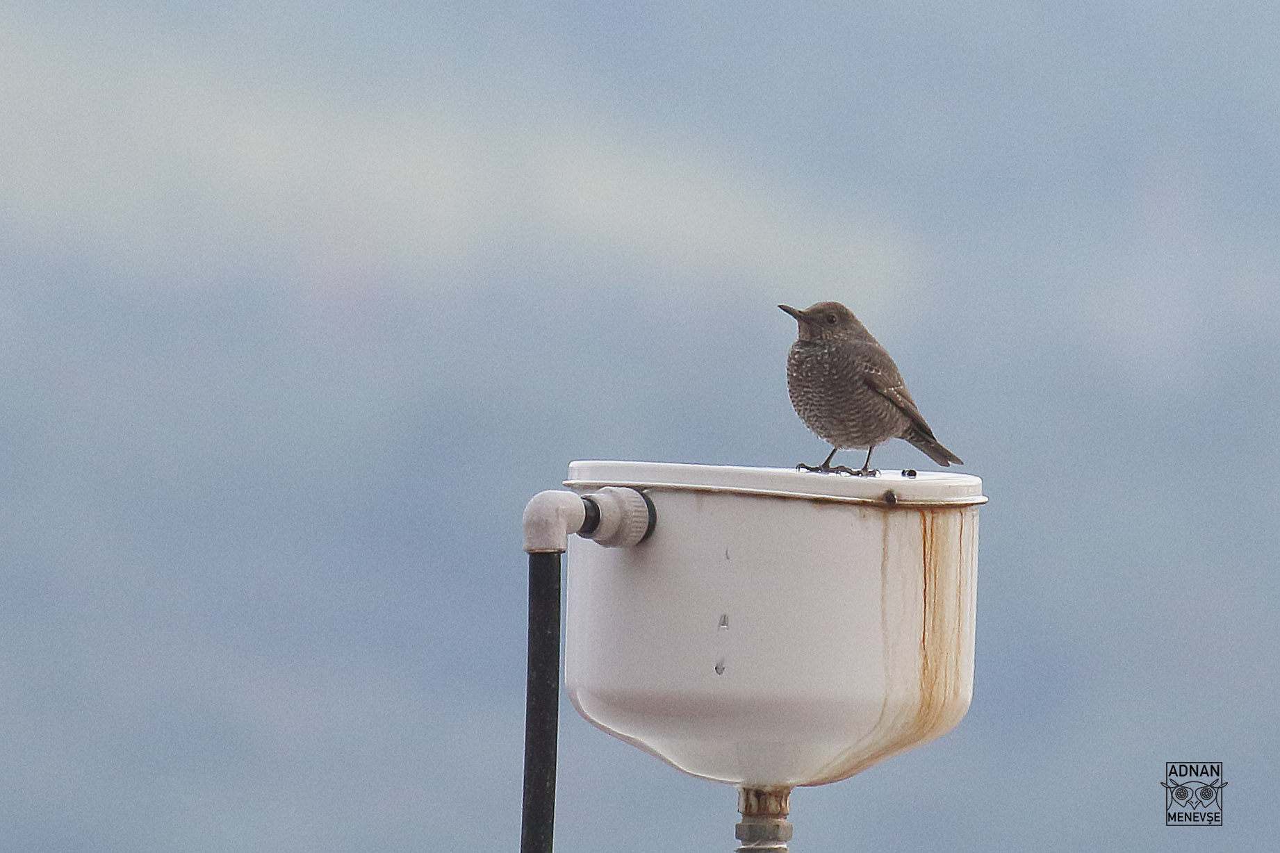 Blue Rock-Thrush