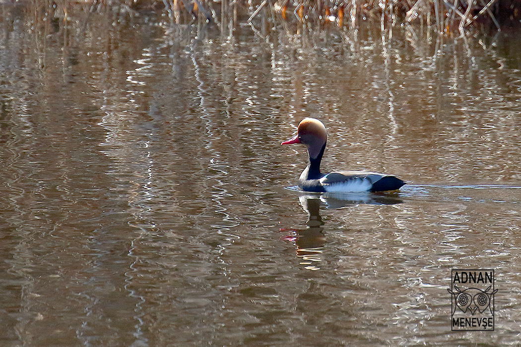 Red-crested Pochard