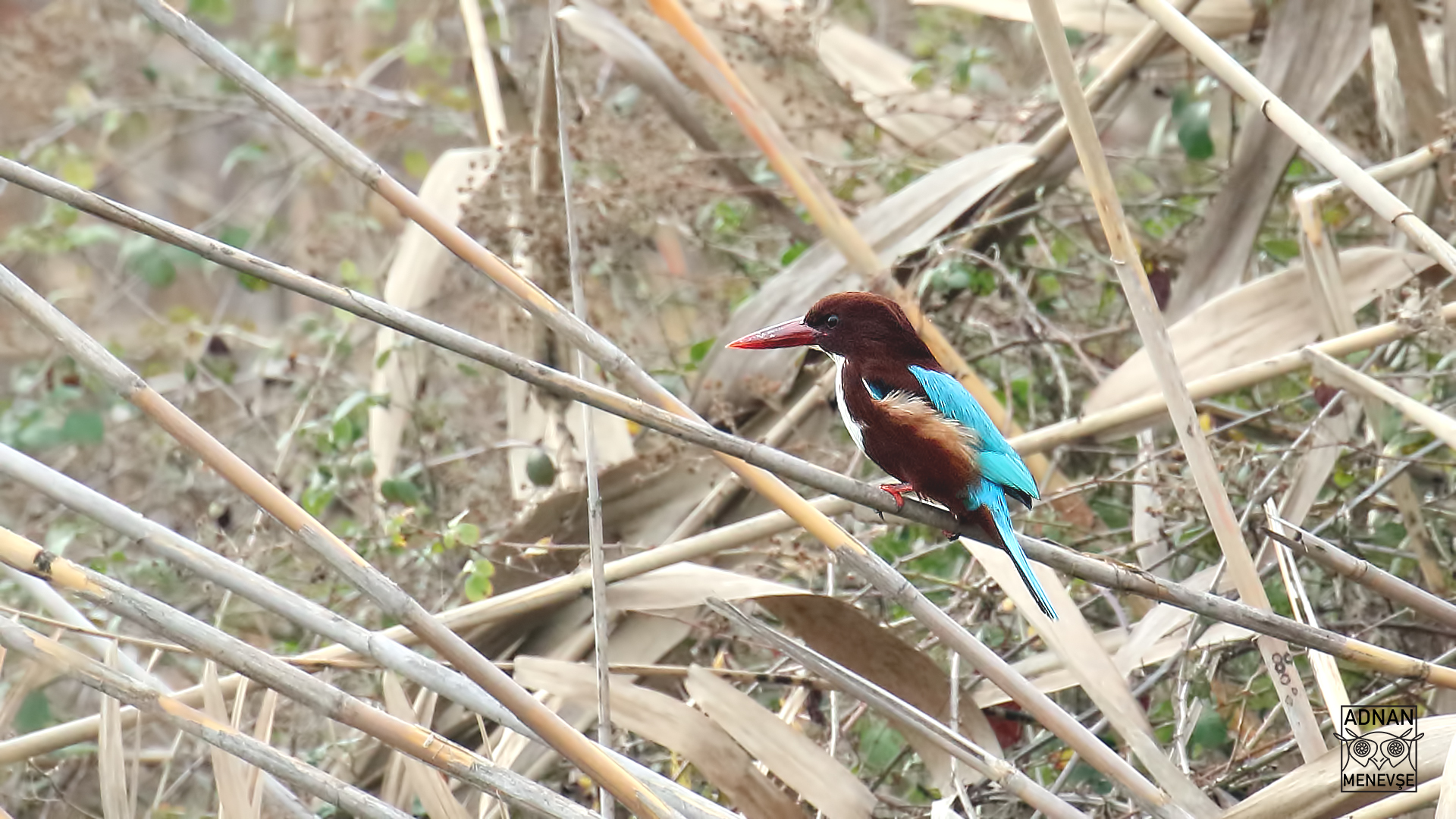 White-throated Kingfisher