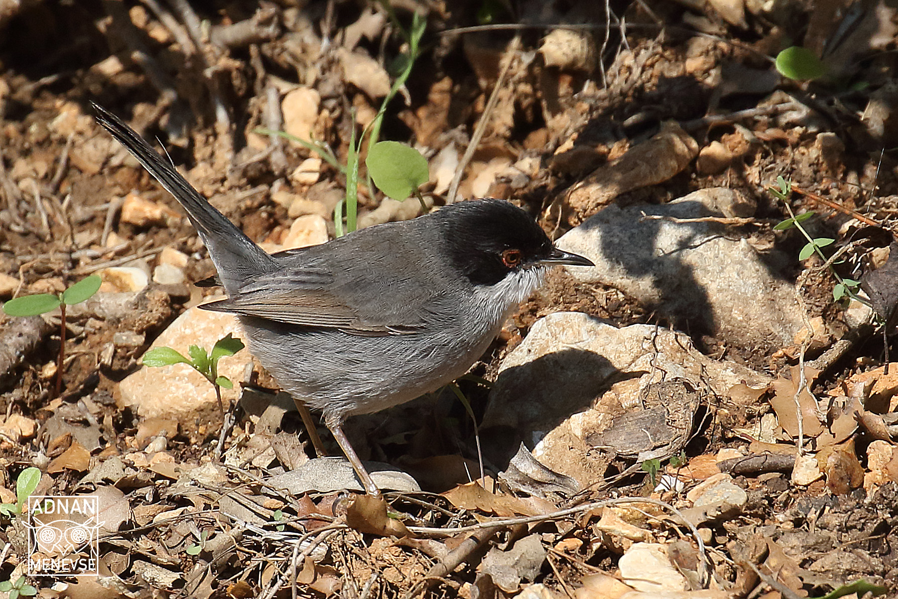 Sardinian Warbler