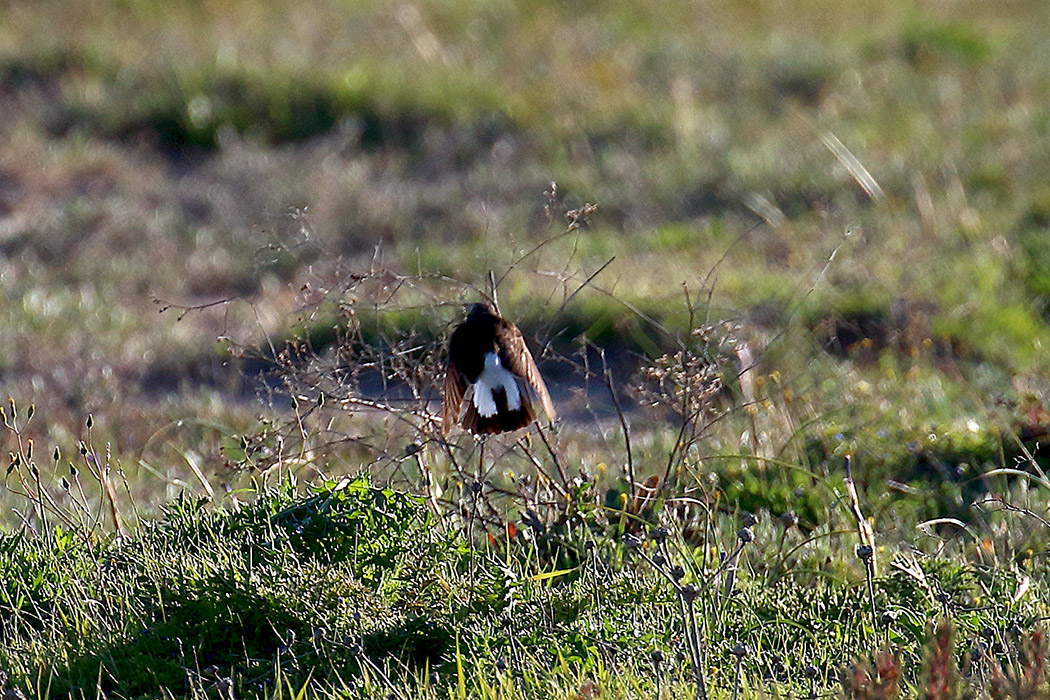 Pied Wheatear