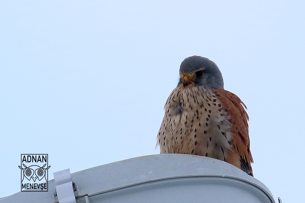 Eurasian Kestrel