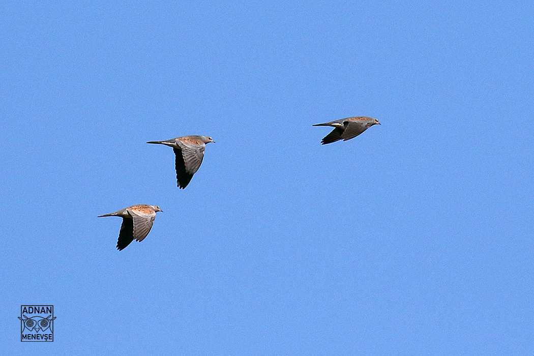 European Turtle-Dove
