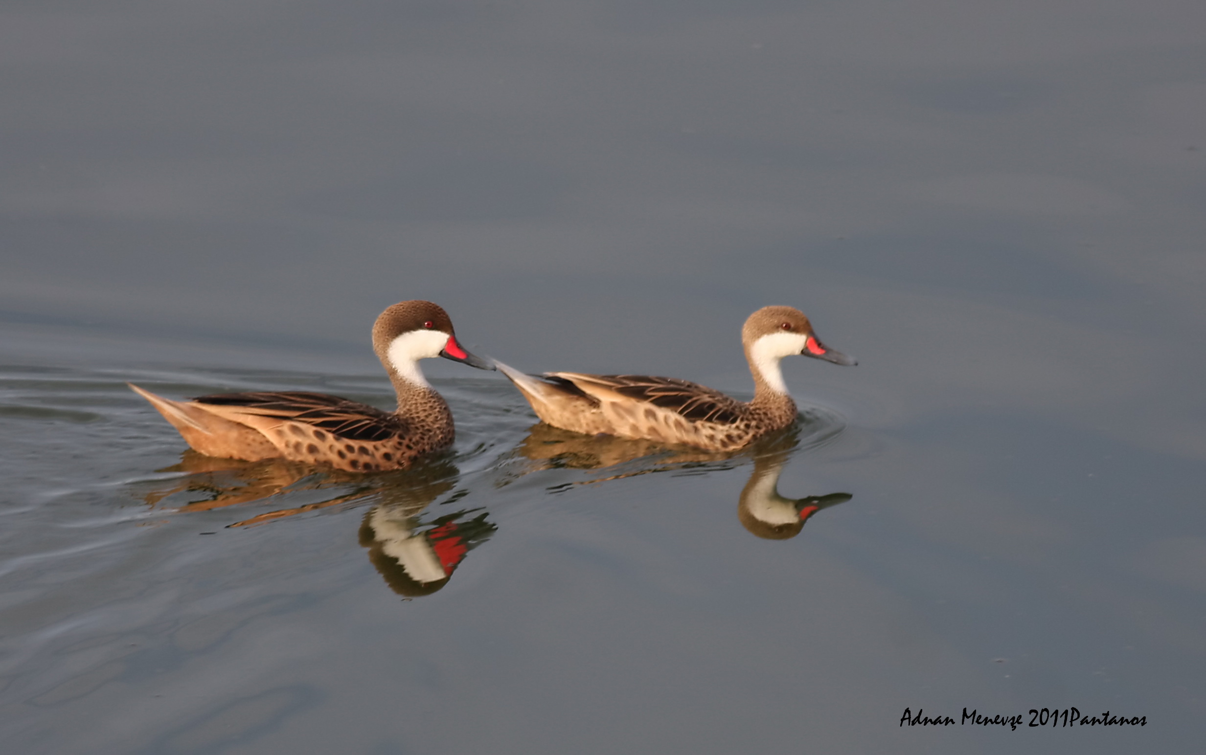 White-cheeked Pintail