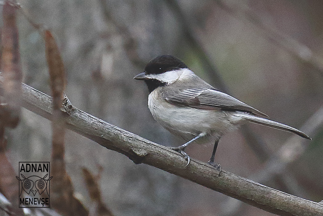 Sombre Tit