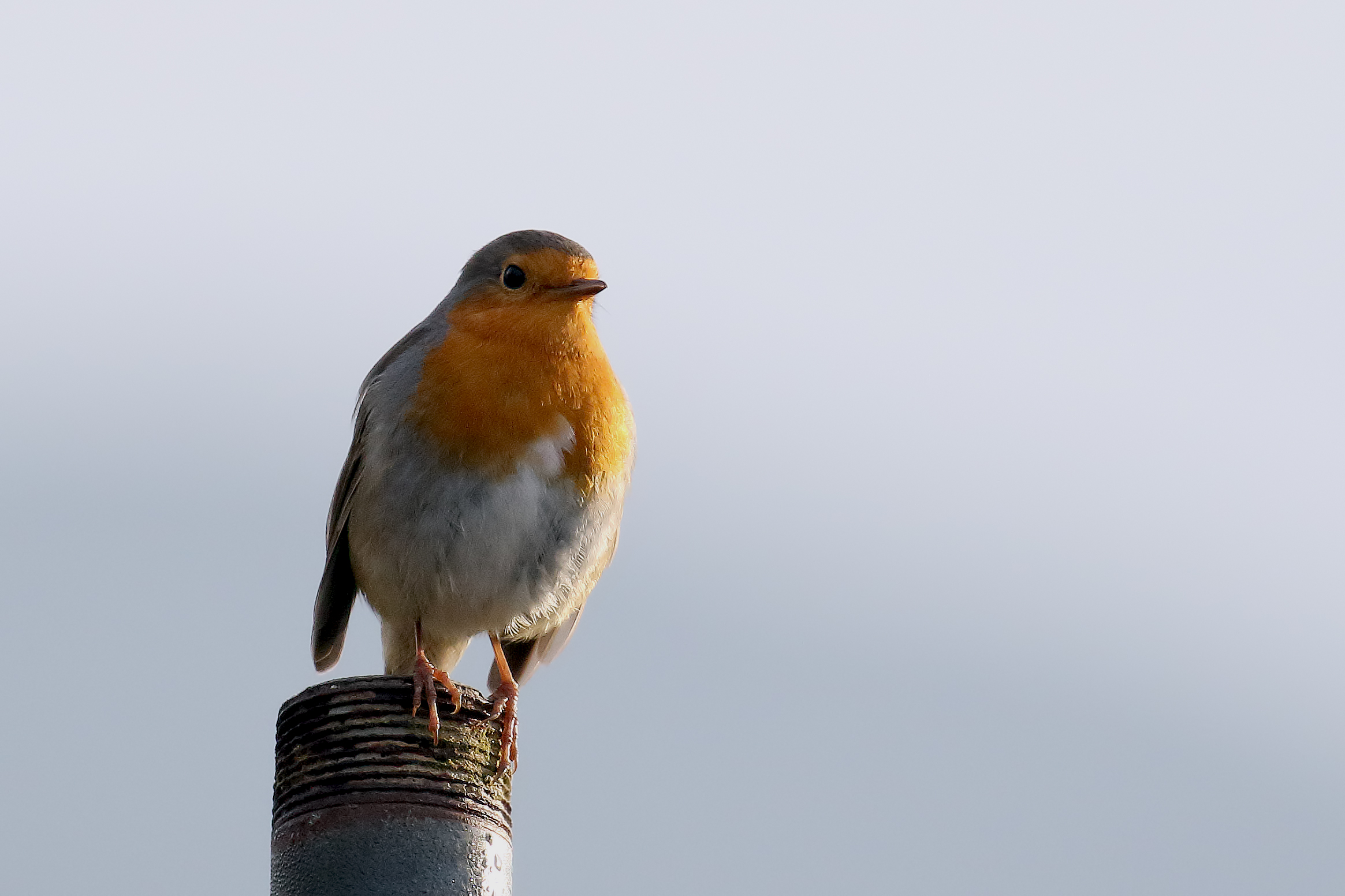 European Robin