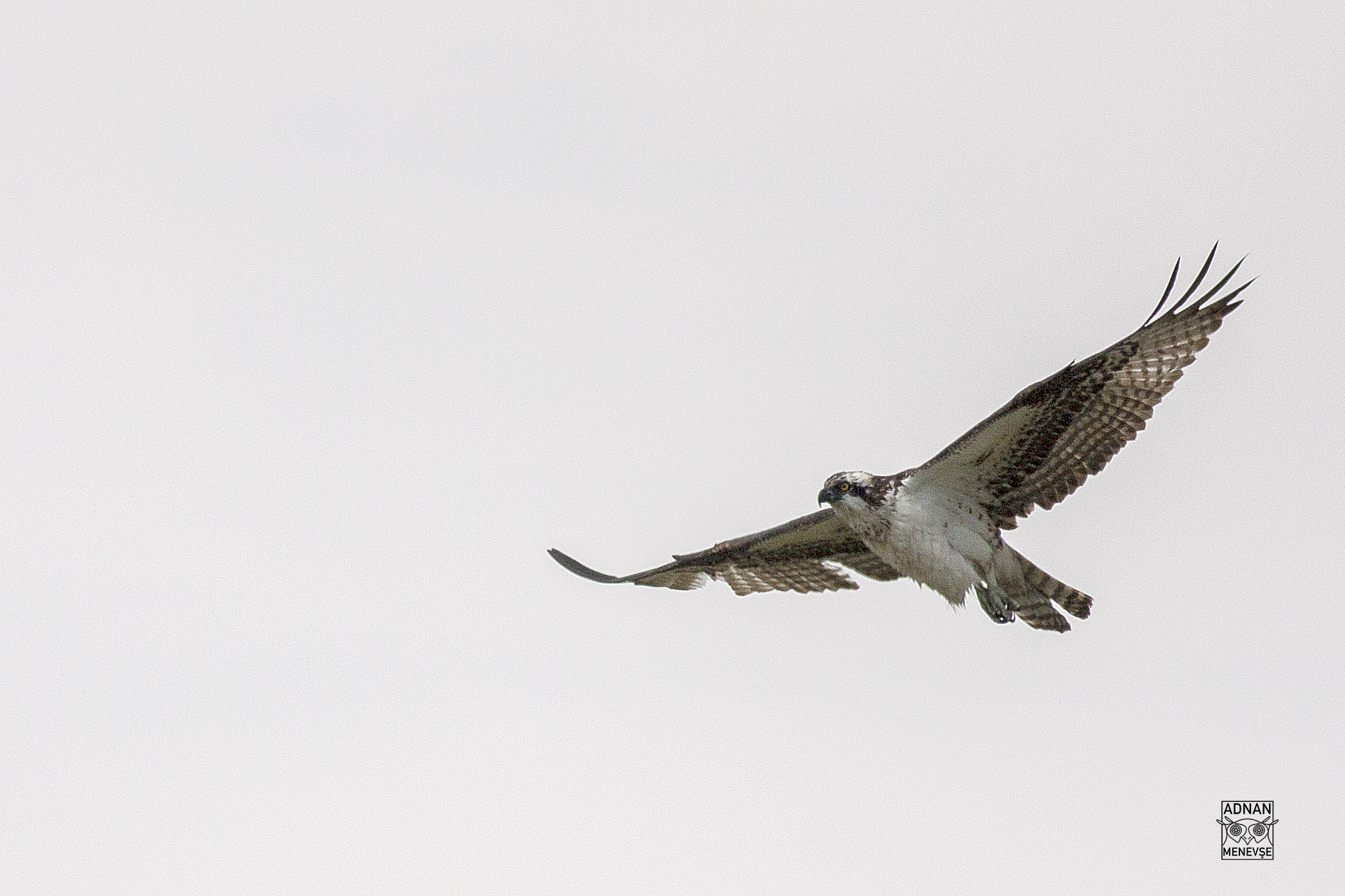 Osprey