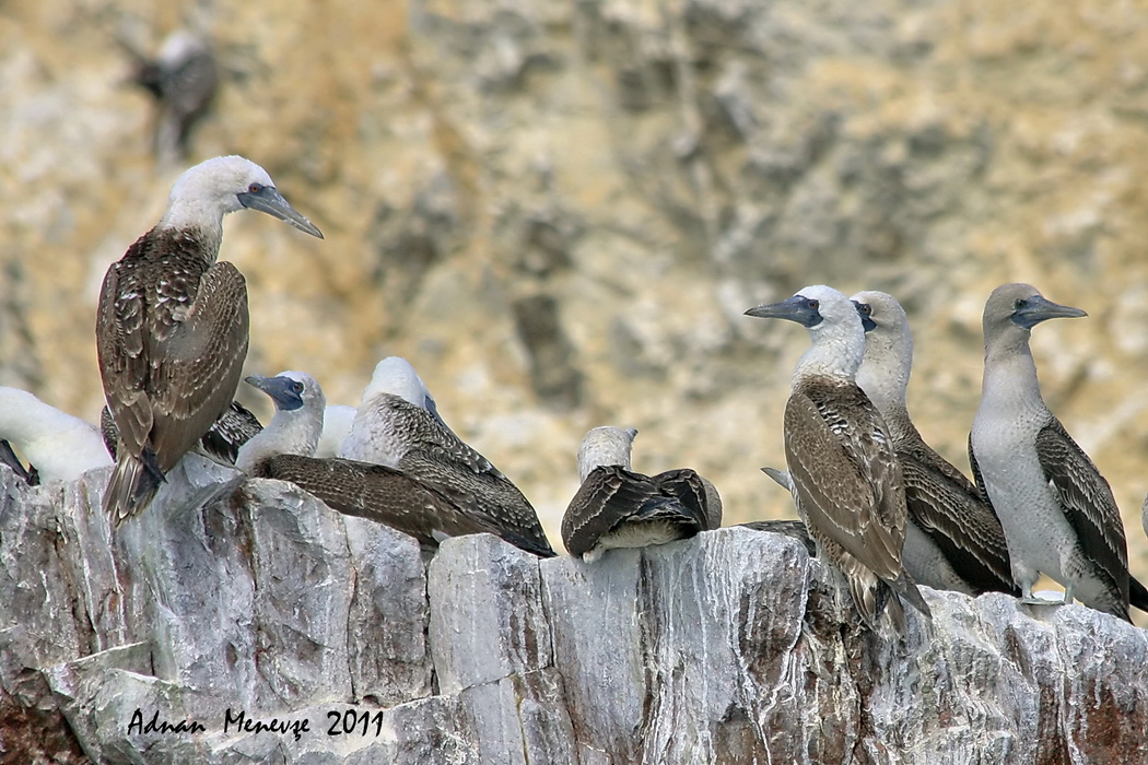 Peruvian Booby — Ana fotoğraf