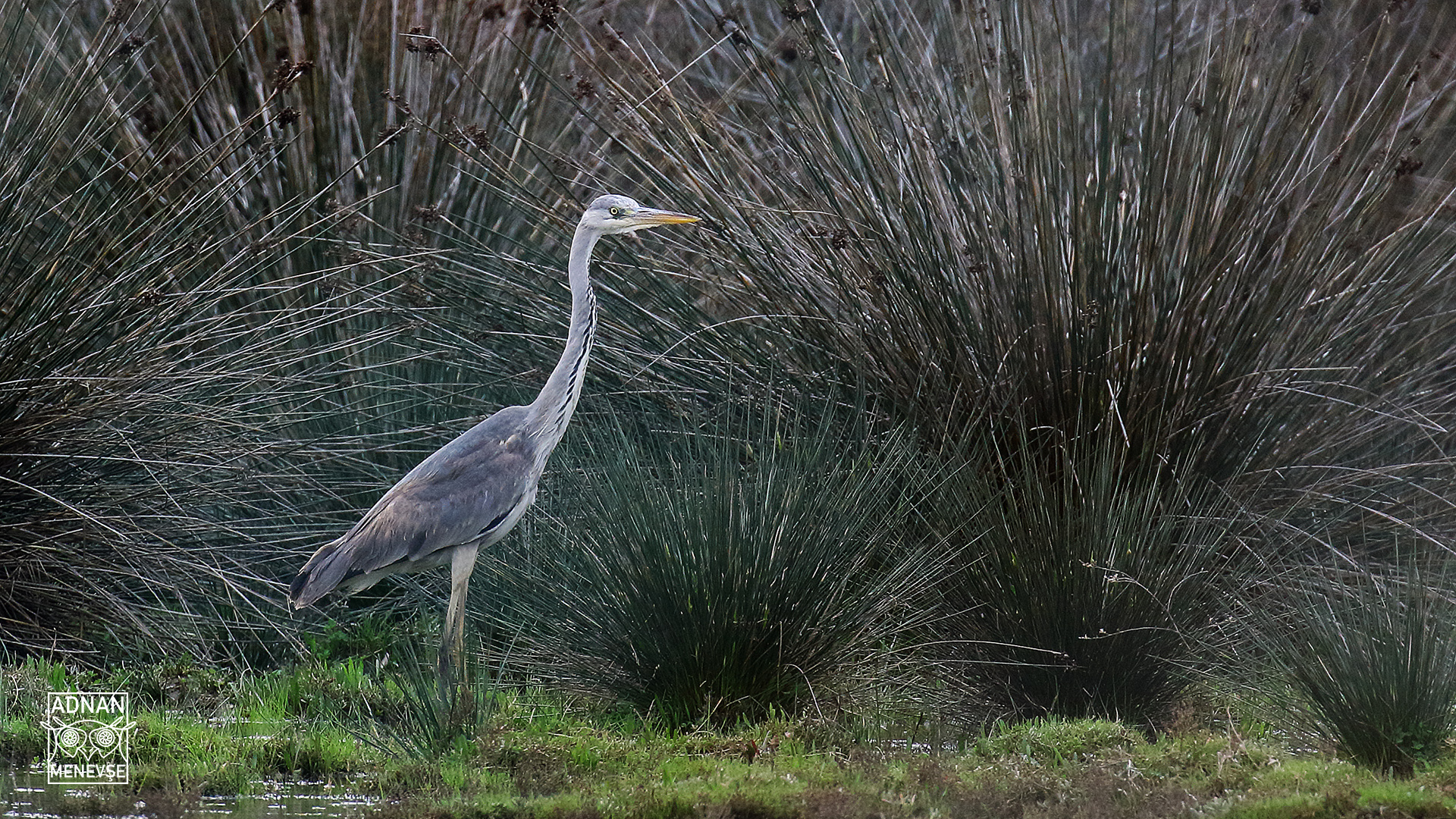 Gray Heron