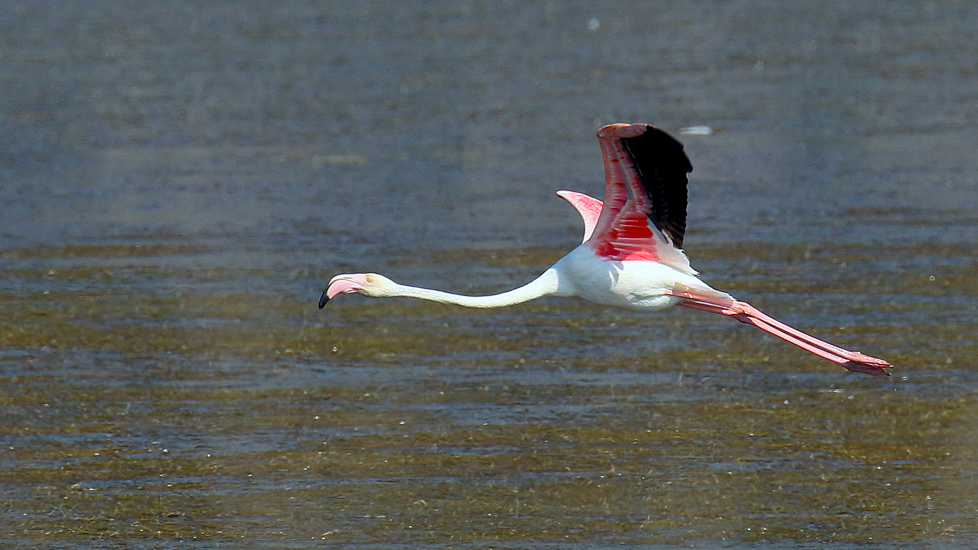 Greater Flamingo