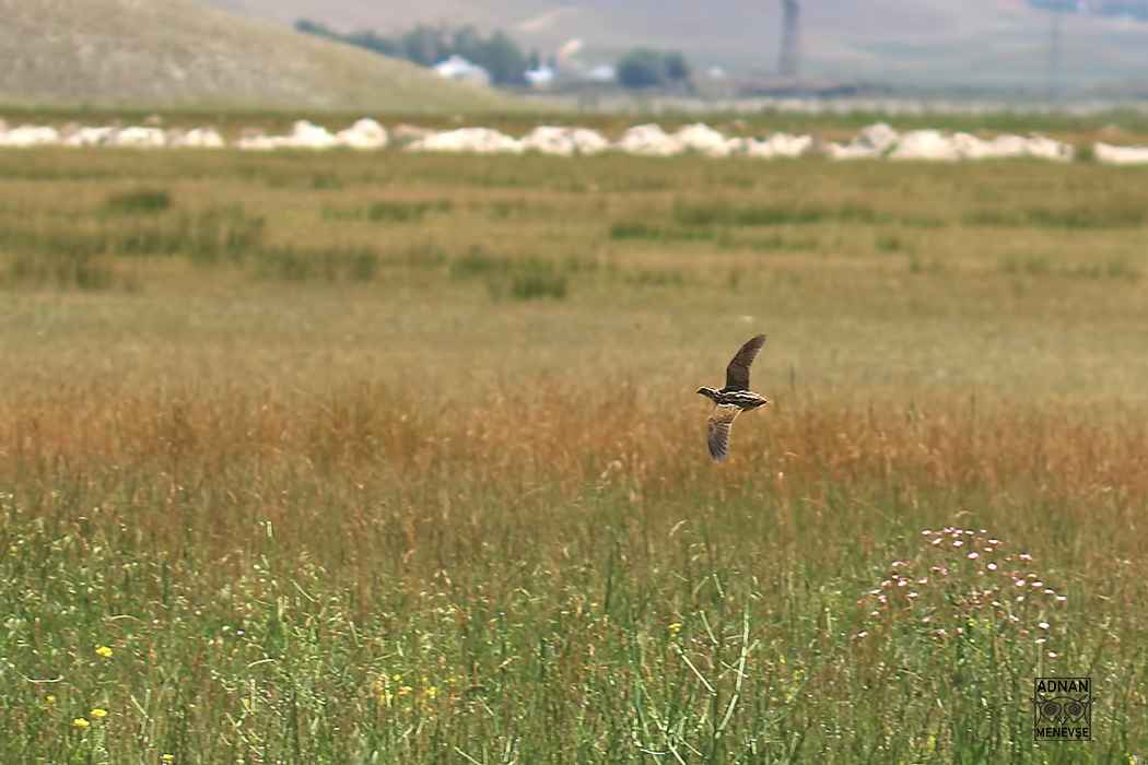 Common Quail