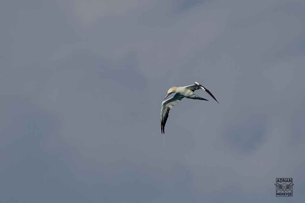 Northern Gannet
