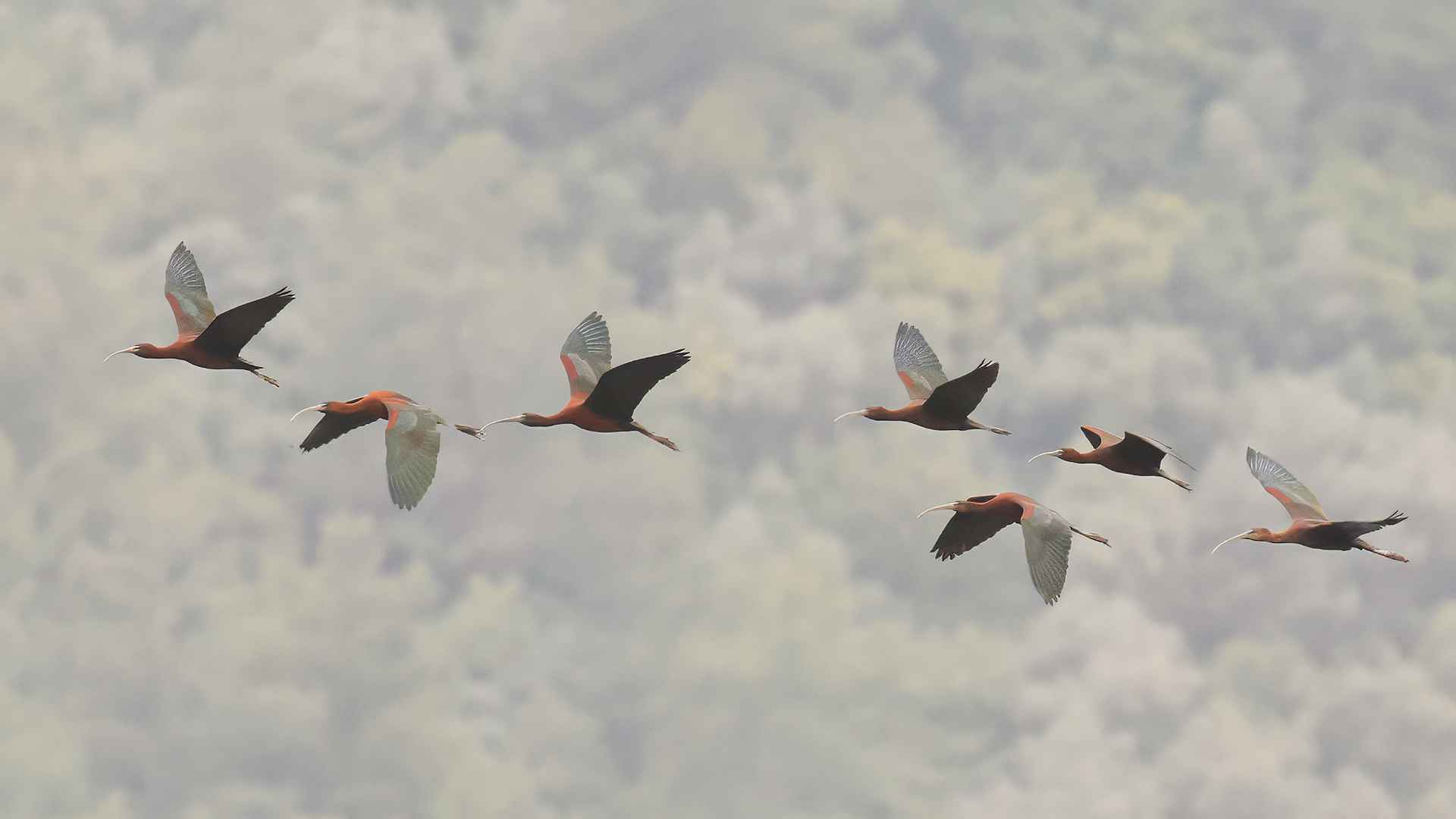 Glossy Ibis