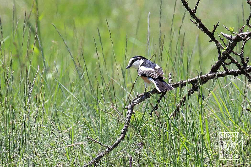 Masked Shrike