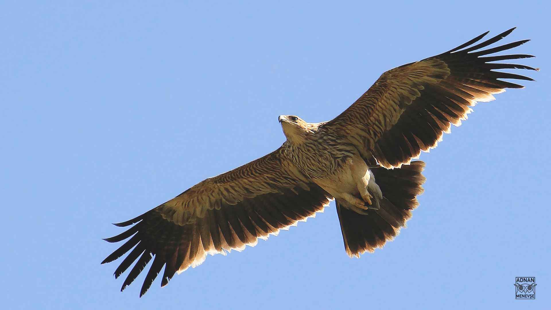 Imperial Eagle