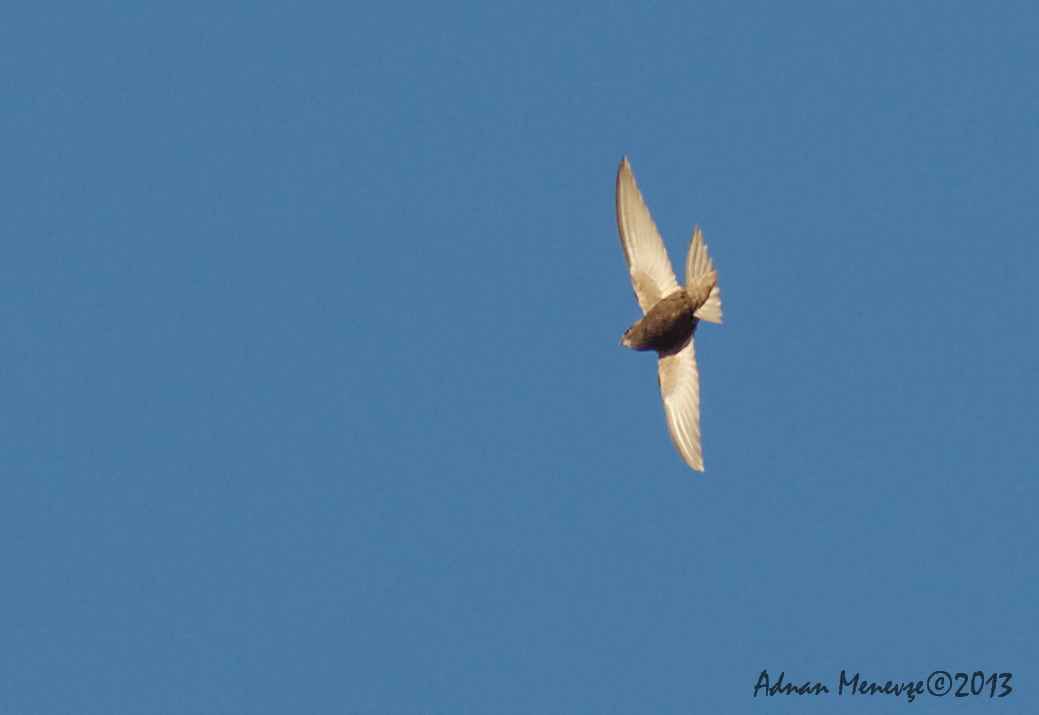 Common Swift