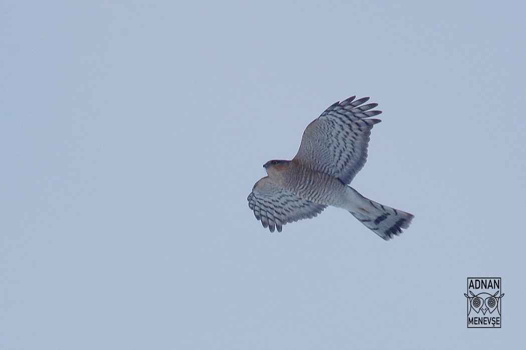 Eurasian Sparrowhawk