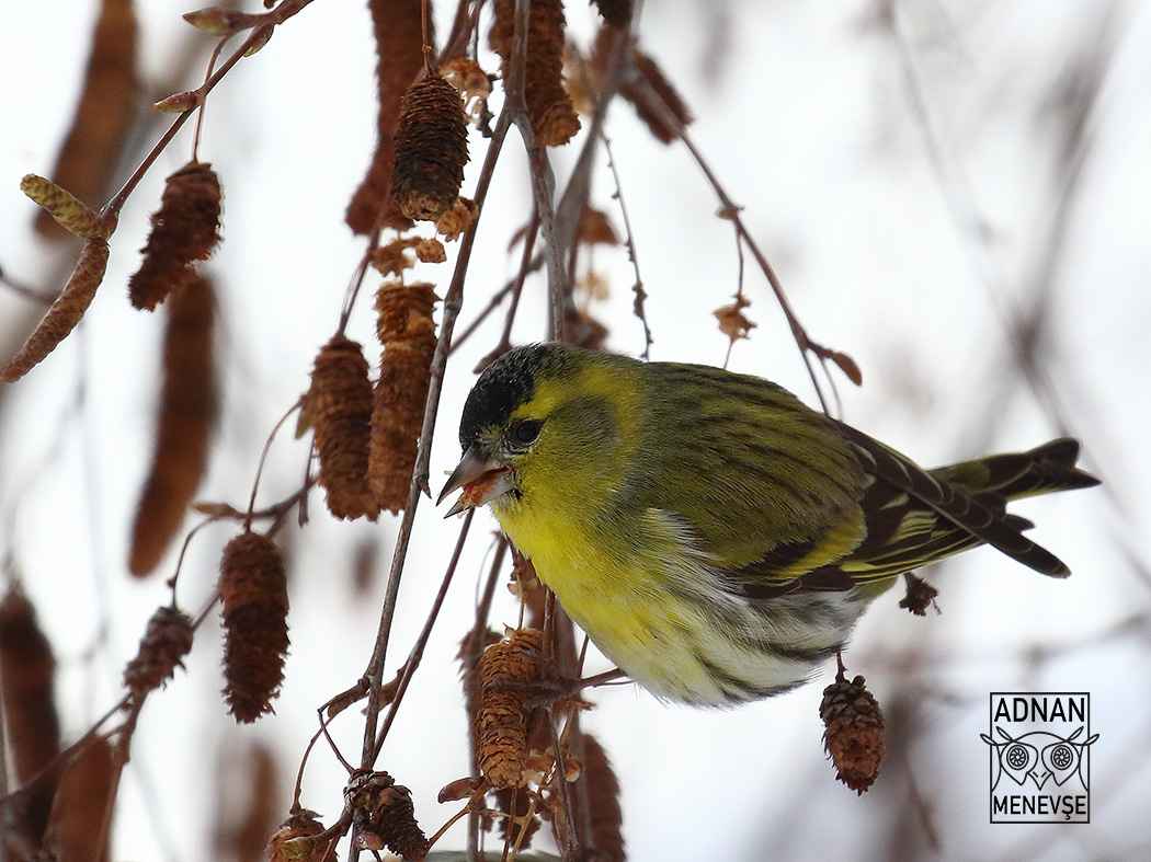 Eurasian Siskin